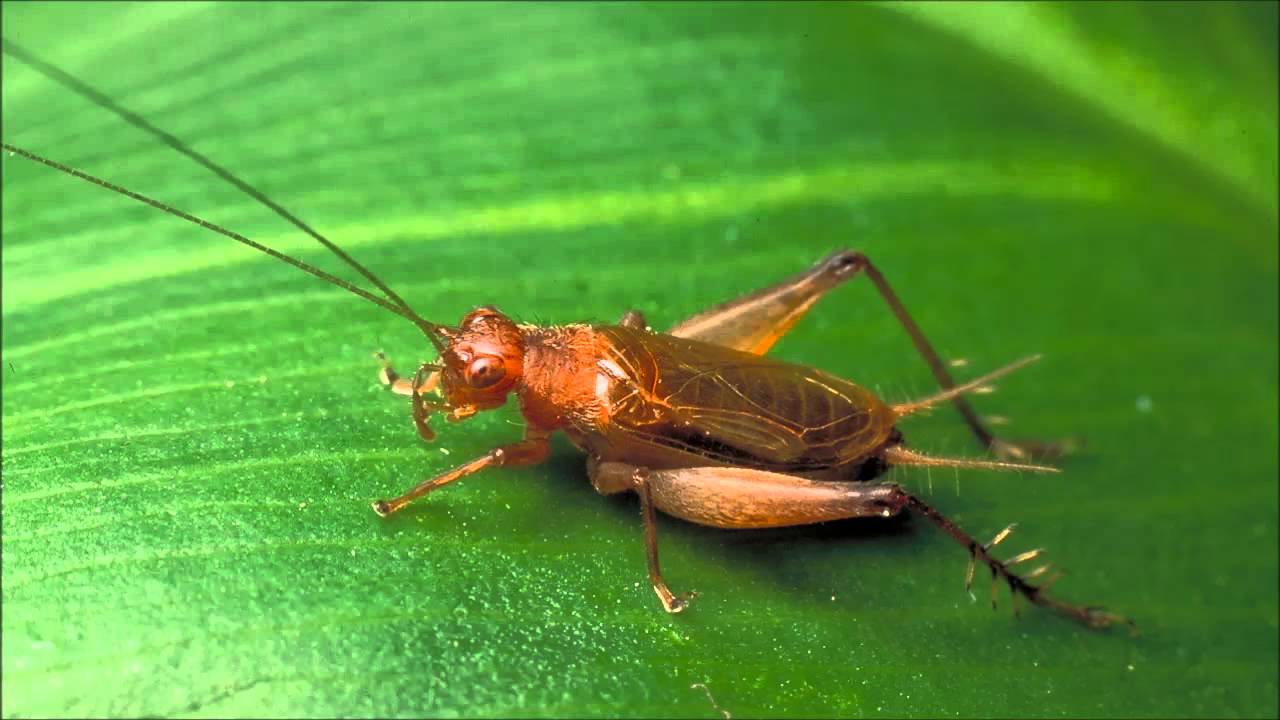 Chorus of crickets slowed down to sound like angels (my personal experiment)