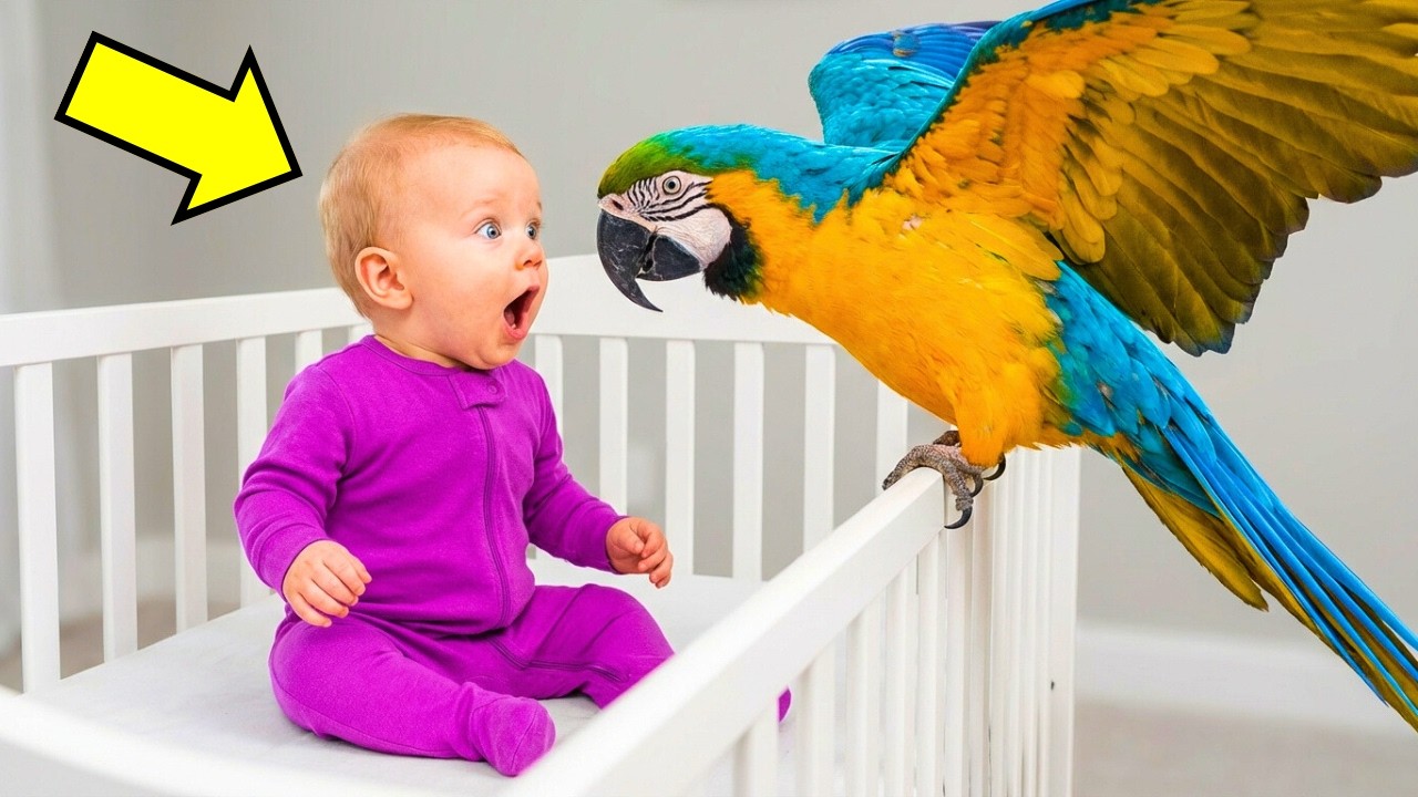 Without This Video, We Won't Believe What This Parrot Did to the Baby!