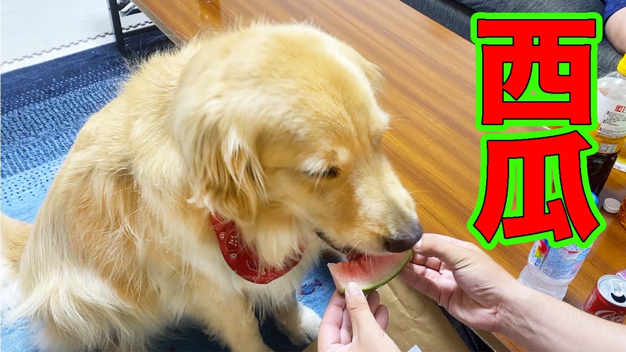 大物芸人さんのようにスイカを食べるレトリバー！！