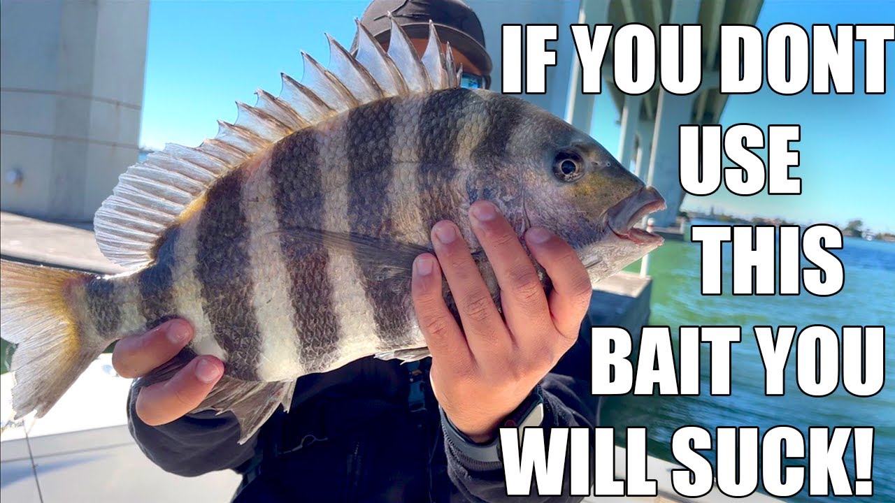 How To Catch BIG Sheepshead With FREE bait while Bridge Fishing in Clearwater Beach Florida.