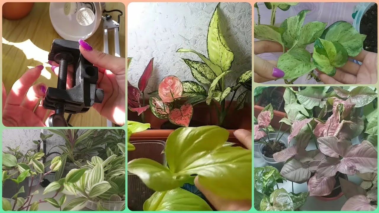 Лампа с Вайлдберриз🍀Перестановки растений🌷Излишки🍀Сциндапсусы🌷Филодендроны🍀Сингониумы🌷Традесканции