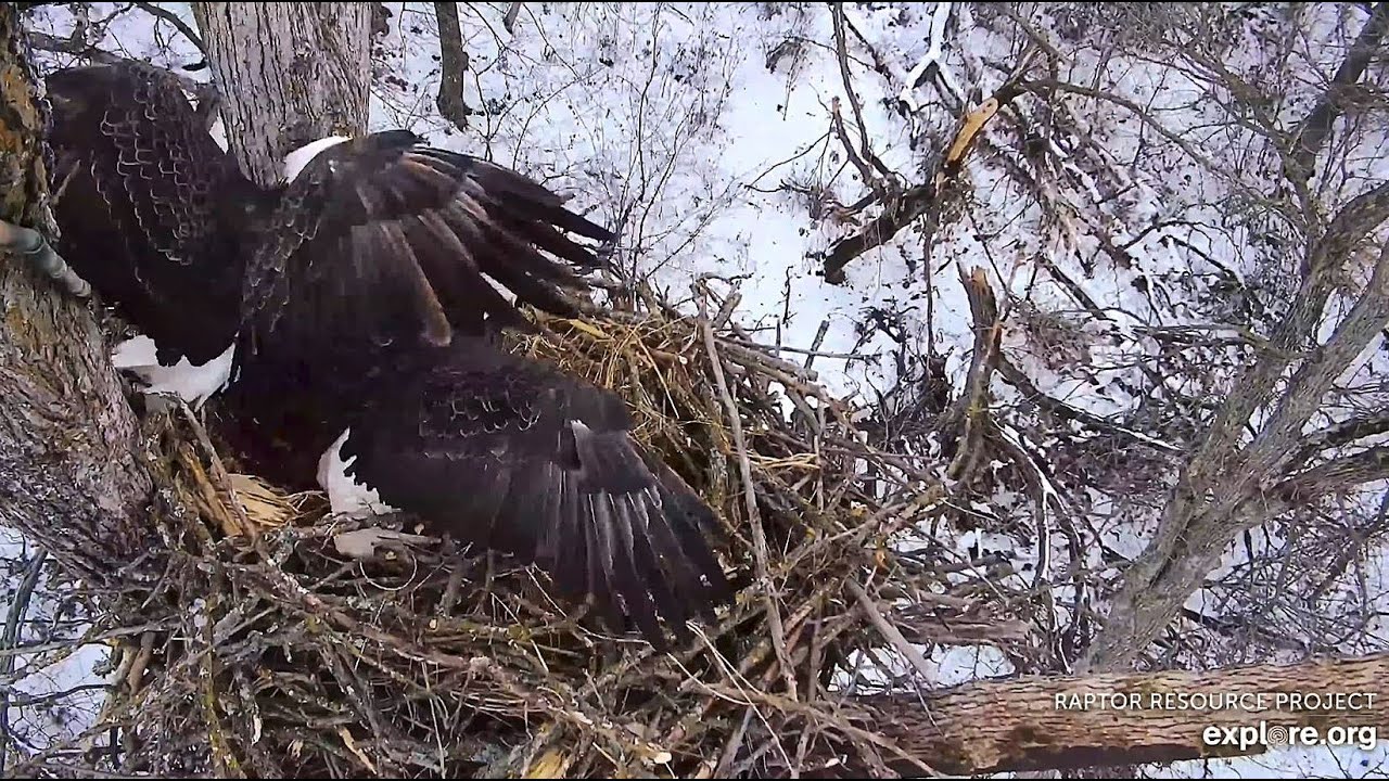 Decorah North Eagles: DNF and the Unwelcome Visitor! Explore.org 12-18-2025