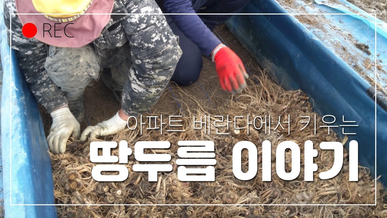 💢겨울철 아파트베란다에서 키우는 💢땅두릅이야기 시작됩니다 #땅두릅#독활