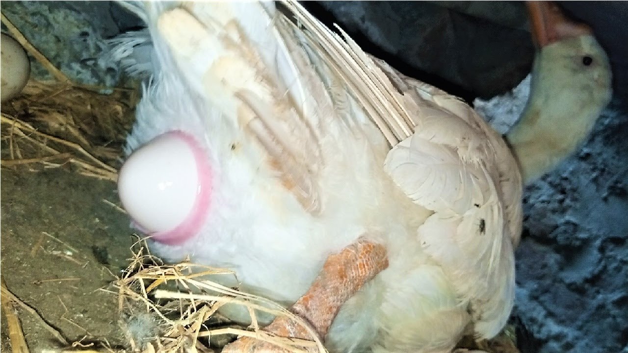 Big Duck ( Geese ) Laying EGG video | How animals lay eggs ? | Egg Laying process | Mian Inventions