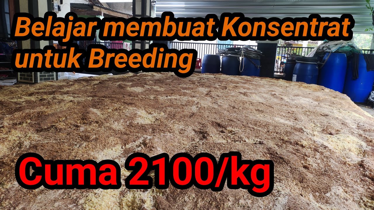 SEMUA PETERNAK PASTI BISA SUKSES !!! Belajar membuat konsentrat untuk breeding kambing dan domba