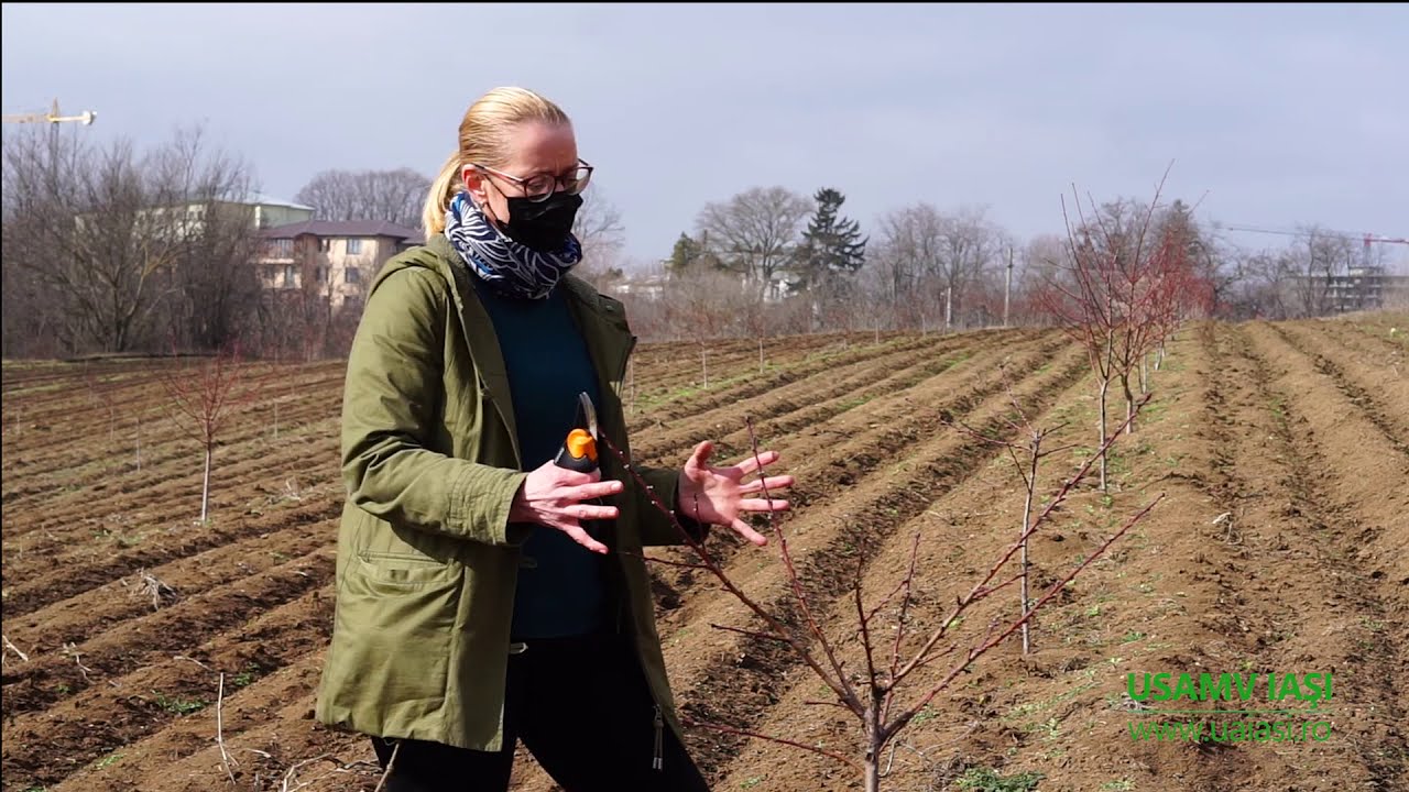 Tăierile de formare la piersic