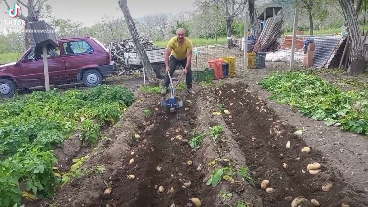 patate  novelle 2024