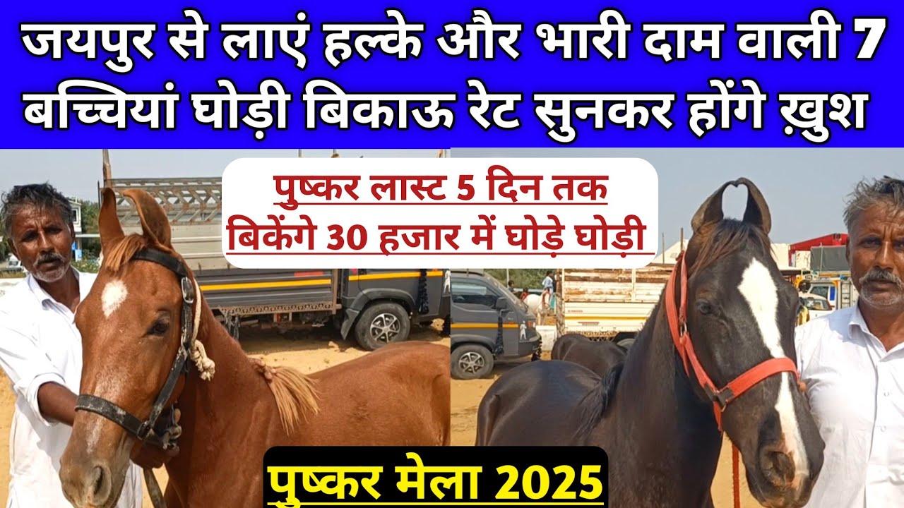 30 हजार में लास्ट 5 दिन बिकेंगे मारवाड़ी बच्चें बच्ची घोड़ी पुष्कर मेला 2025। Pushkar Mela 2025।