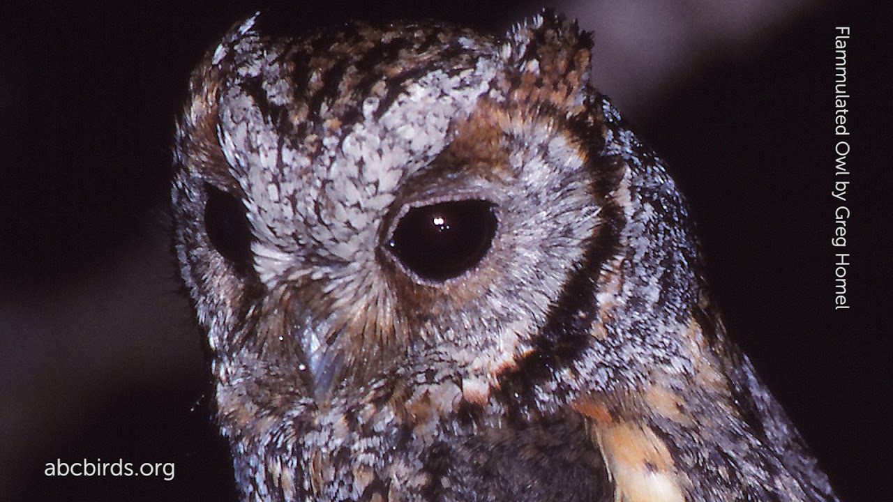 Flammulated Owl