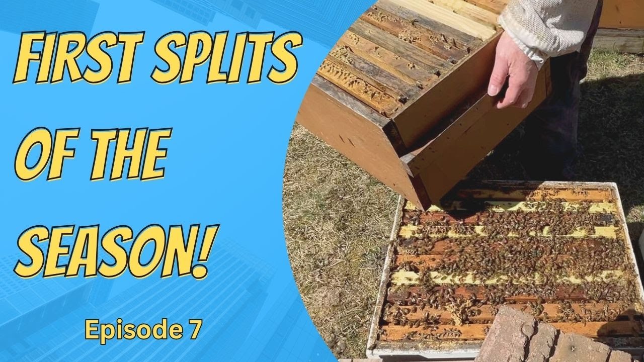 First Hive Splits of the Season