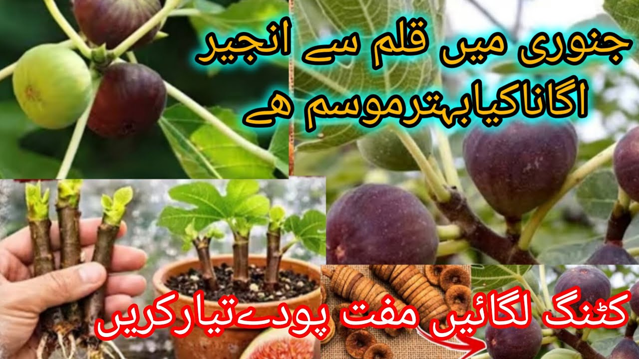 How To Grow Permanent Plants From Cutting In January/grow fig plants by cutting۔۔