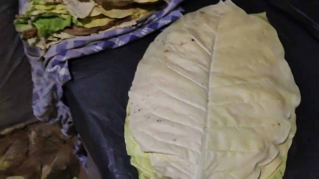 Wisconsin 901, белый лист