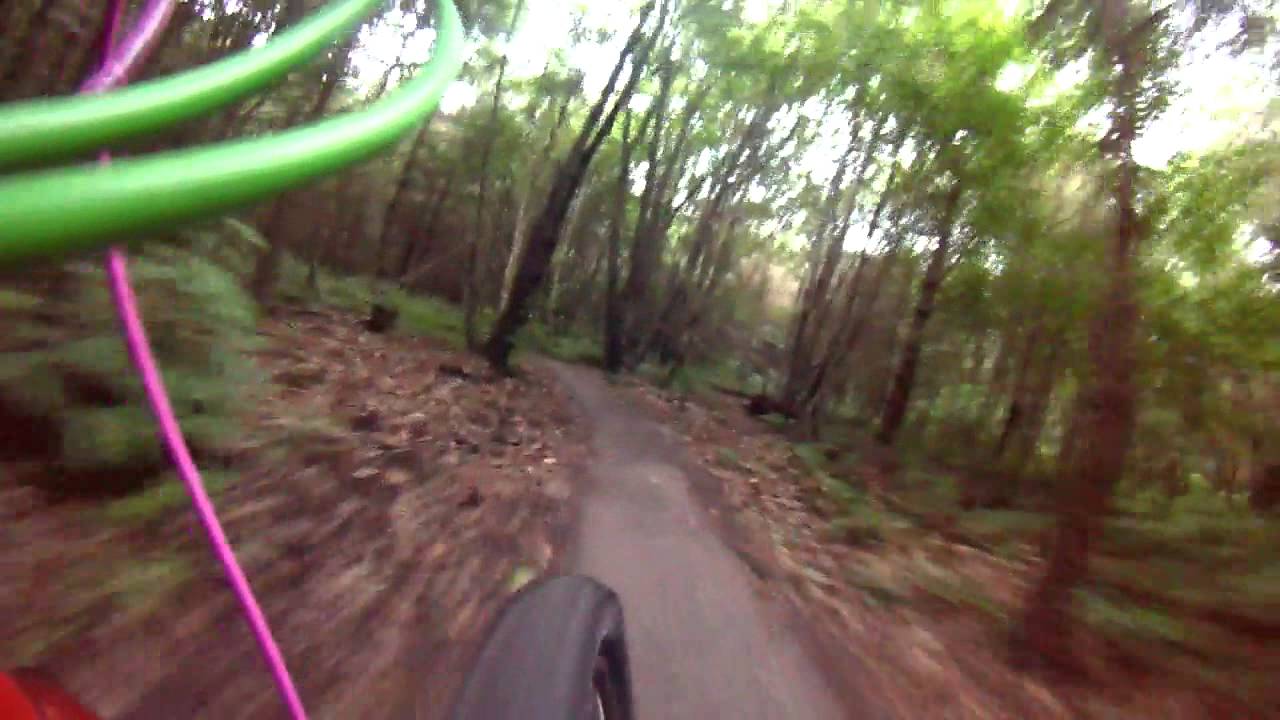Bedgebury cake run