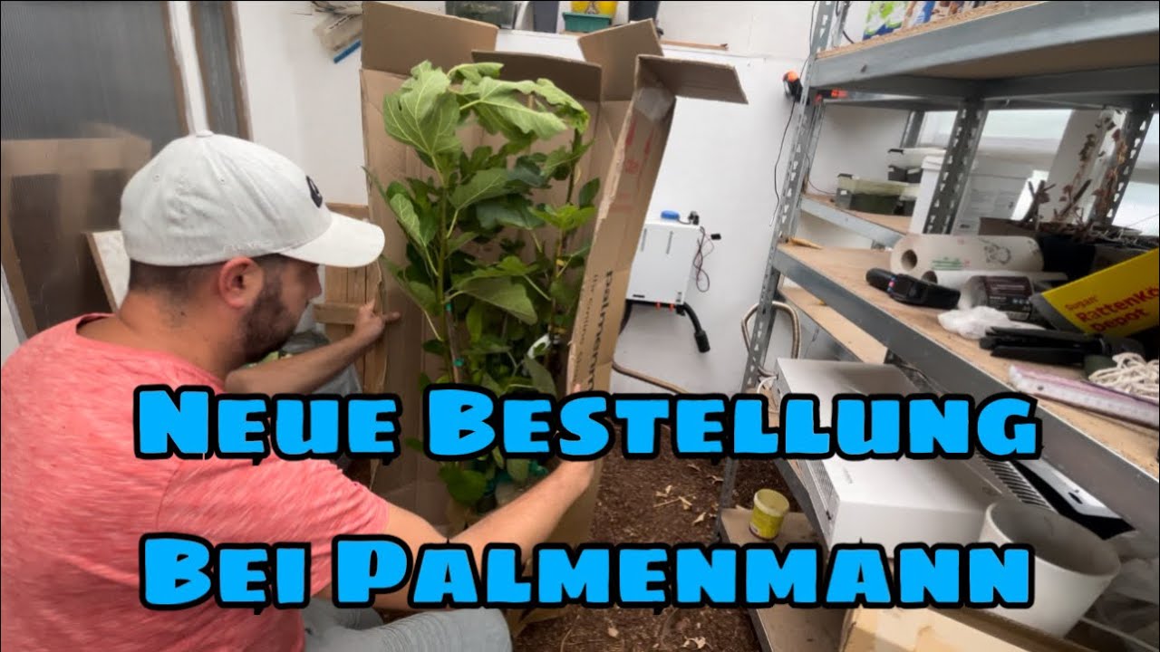 Feigen und Zitruspflanze bestellt bei Palmenmann