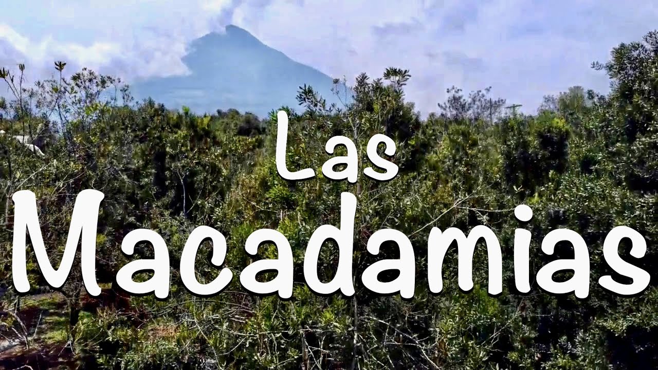 Las Macadamias / Finca Valhalla / San Miguel Dueñas / Ecoturismo / Sacatepéquez / Guatemala
