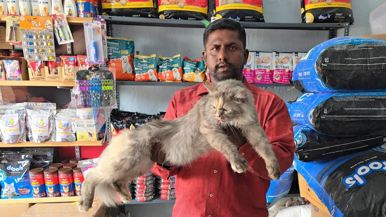 Chance ke cat's in Hyderabad A to Z Cattery Shaheen nagar | cat's & dog's food