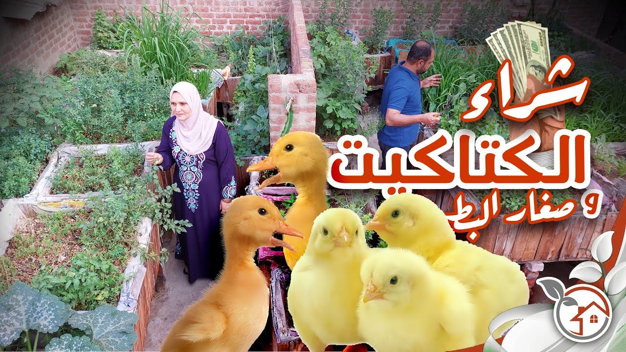 شراء صغار الدجاج والبط وجمع ثمار الكوسة من على السطح