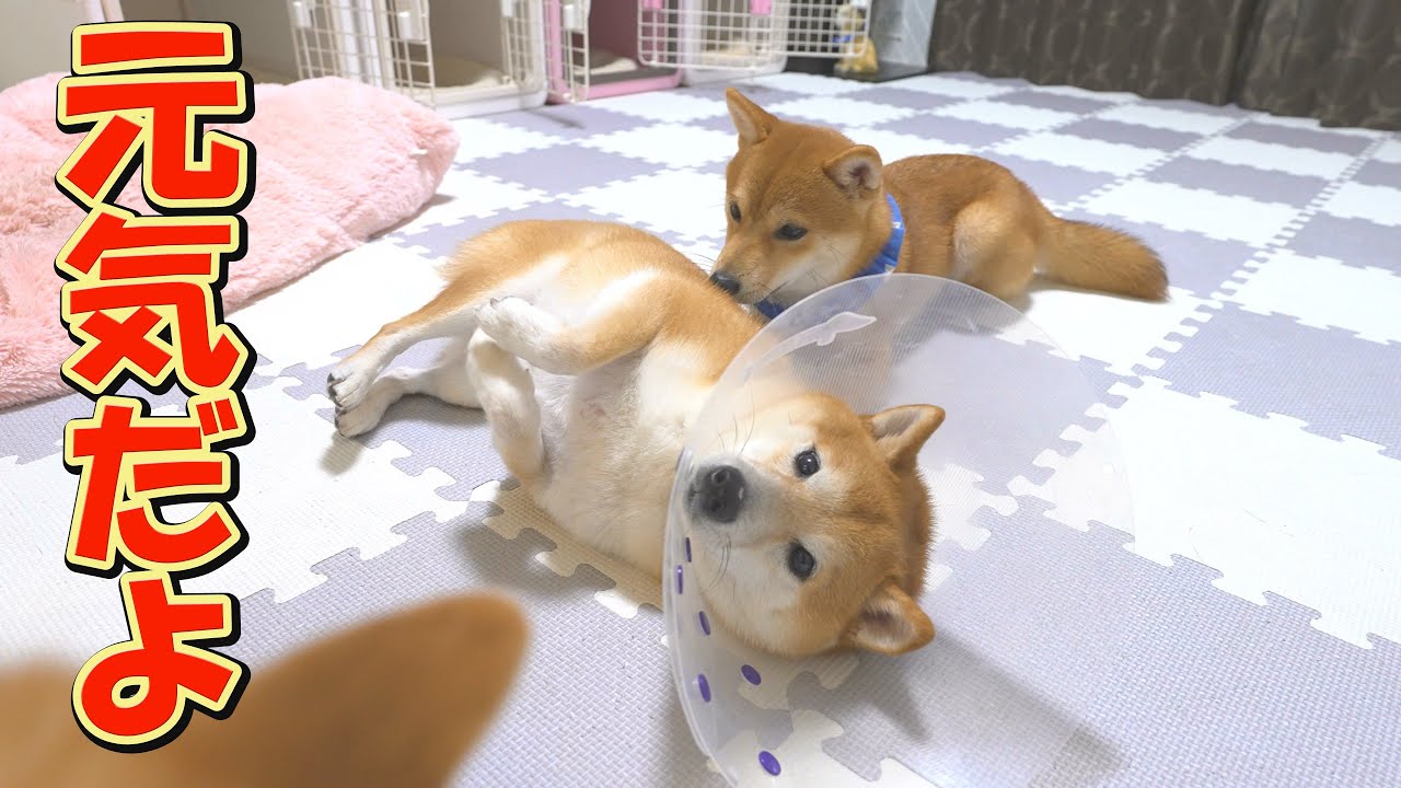 ケガをしてから4日目、少しずつ日常を取り戻してきました
