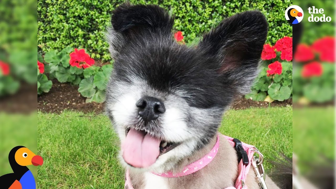 Dog With No Eyes Gets Blind Brother To Go On Adventures With - ABI & DUKE | The Dodo