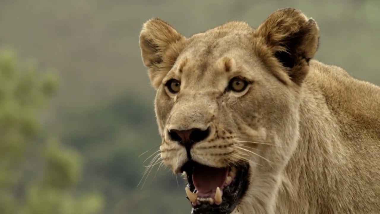 Africa River Wild - Limpopo River