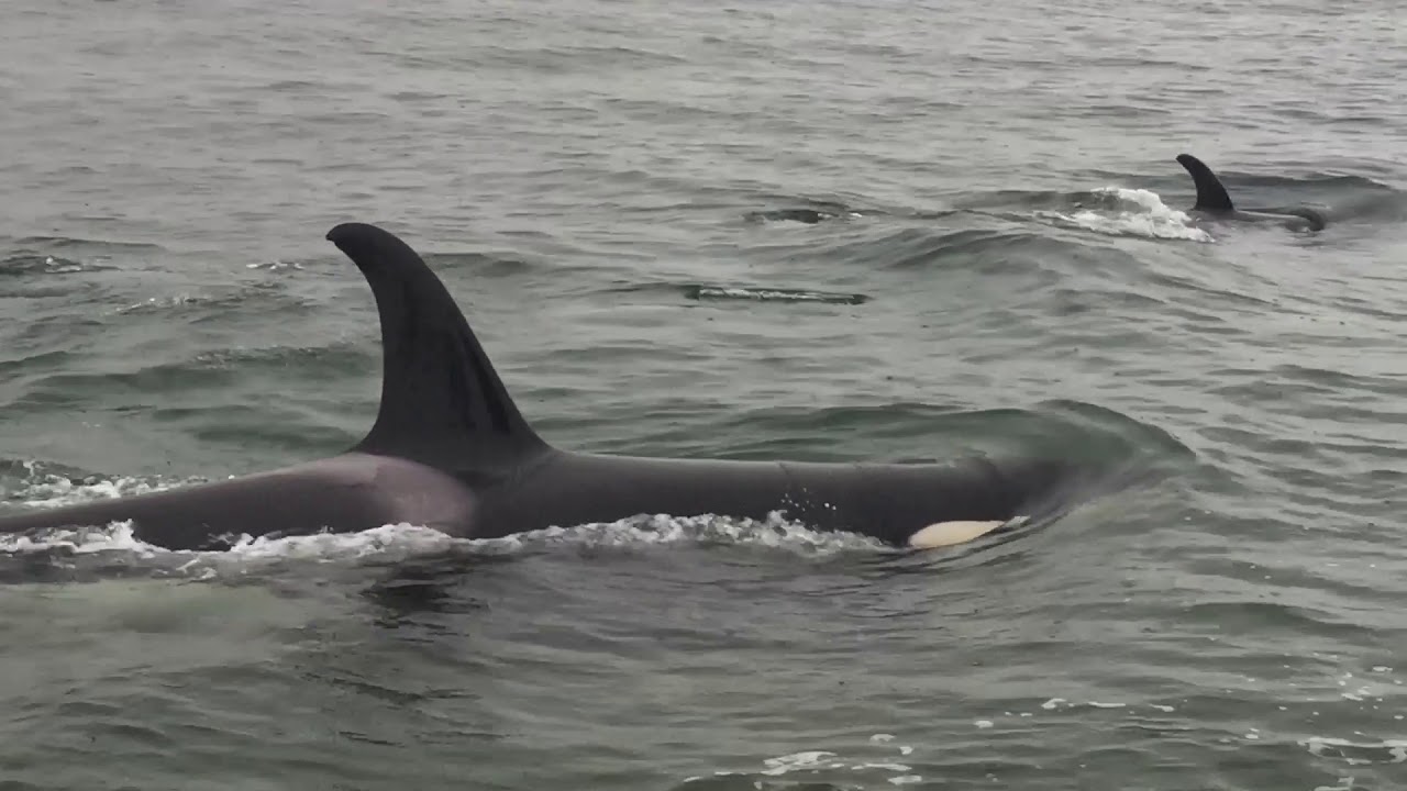 Orcas - Bruce Robinson