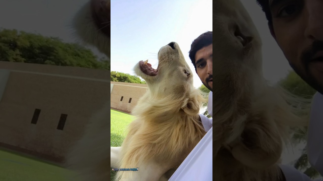 Sheikh Hamdan / فزاع FAZZA / My friend 🦁
