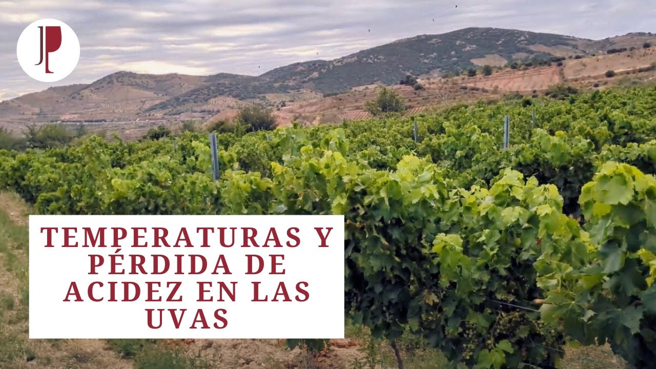 Temperaturas y pérdida de acidez en las uvas