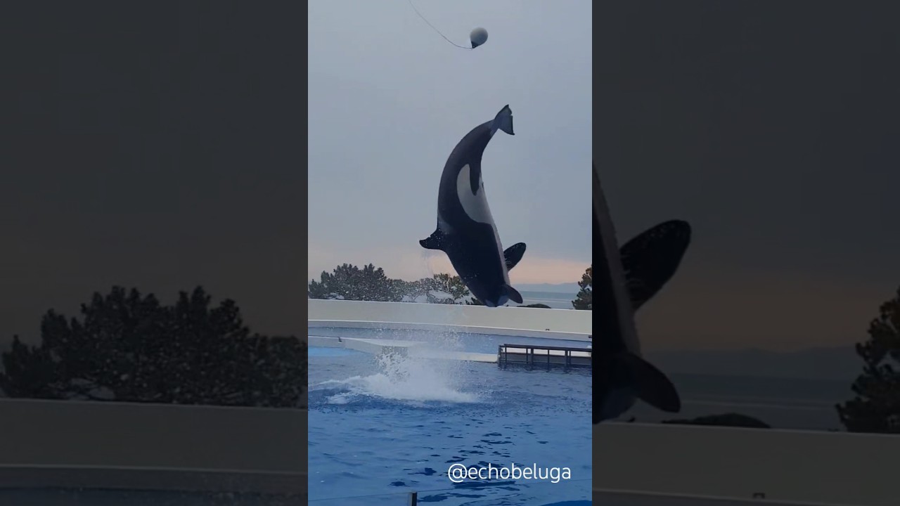 Stella's looping kick is unbelievable!
