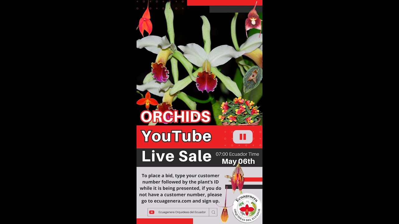 Orchid Live Sale