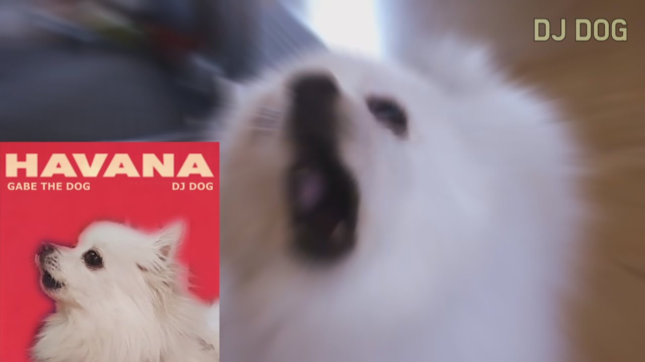 하바나 강아지 리믹스 Camila Cabello - Havana (Gabe the Dog Remix)