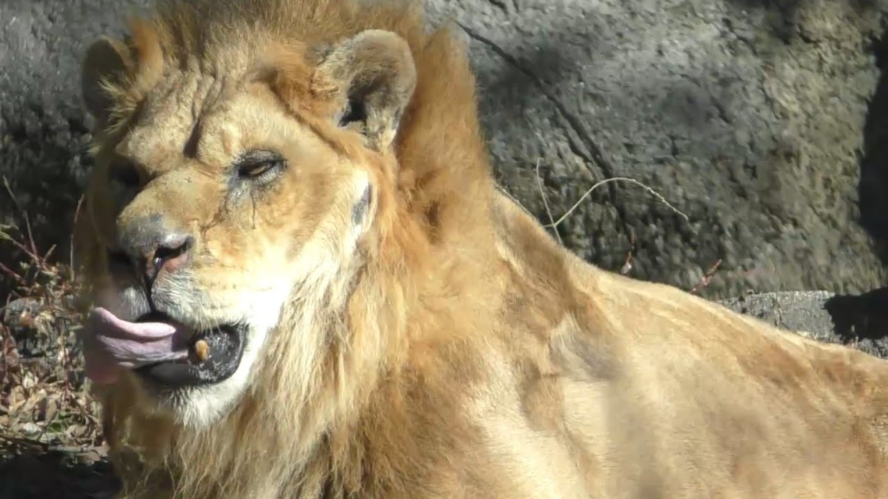 月曜日は個性派ライオンのネオとバリーが登場！！とべ動物園にて