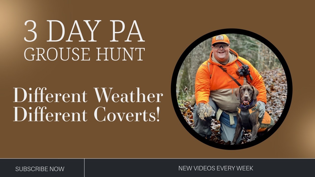 Grouse Adjustments To Weather Patterns - PA Wilds - 3 days - 3 different weather patterns