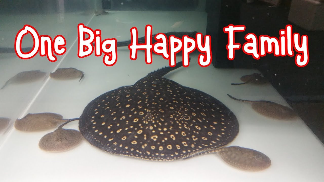 Galaxy P14 Hybrid stingrays born
