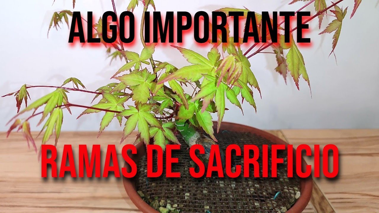 Cómo trabajo con las Ramas de Sacrificio en los Acers Palmatums - BONSAI