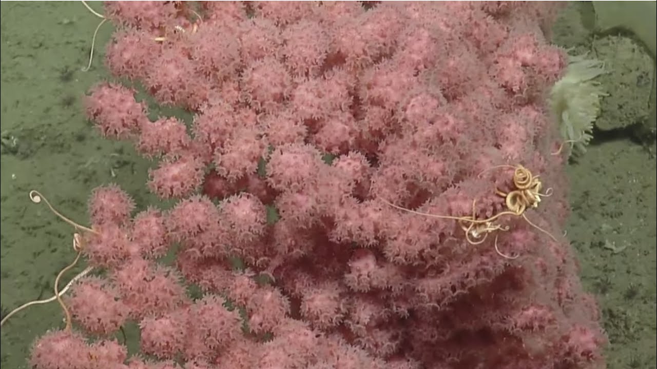Cliffs, Currents, and Corals of Quinault Canyon | Nautilus Live