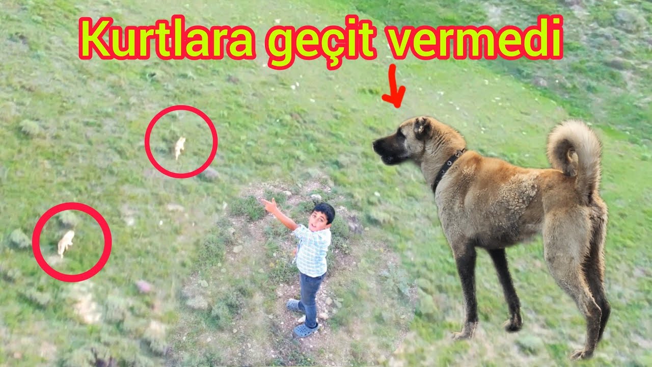 2 KURT SÜRÜYE SALDIRMAYA GELDİ BOZONUN OĞLU TEK BAŞINA KURTLARI KOVALADI
