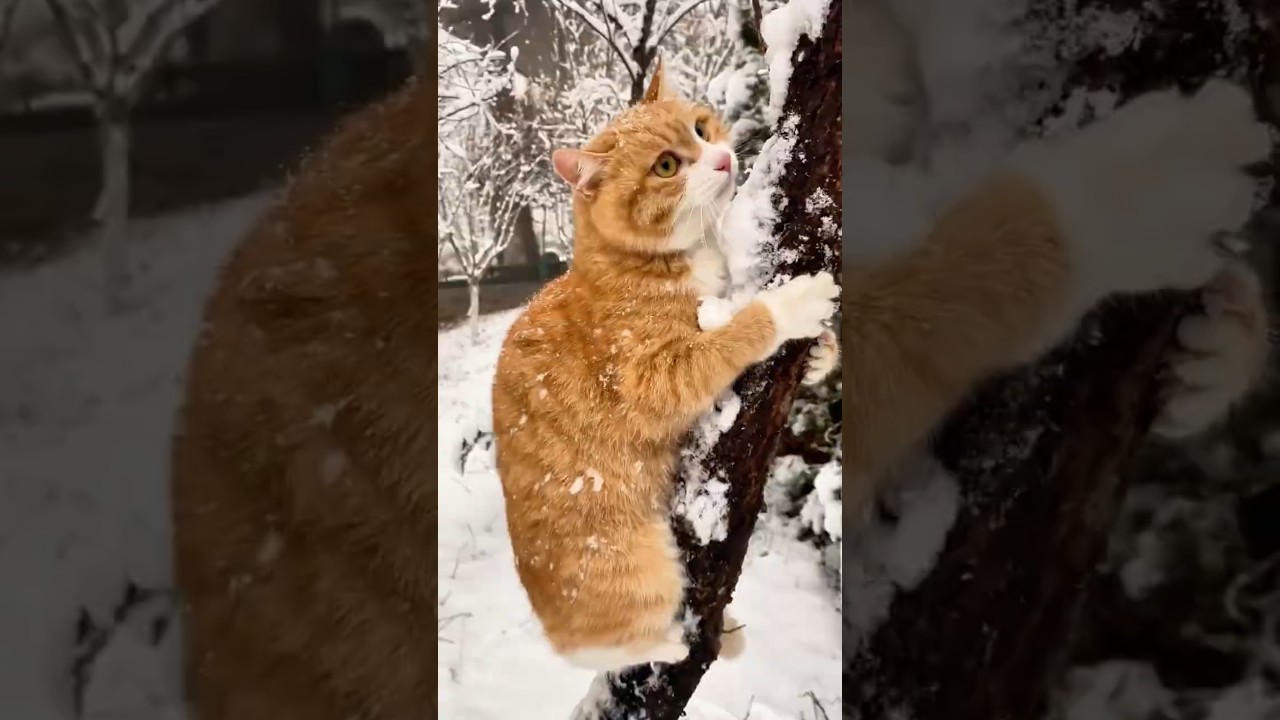 When Your Cat Sees Snow for the First Time 😂