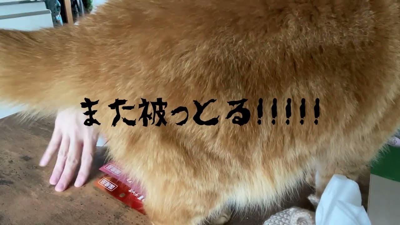 【vlog】IHが……｜またまた買い忘れ💦｜シンママ　子供と猫との暮らし🐈