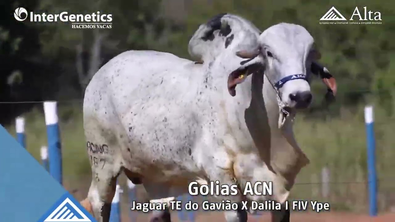 GOLIAS