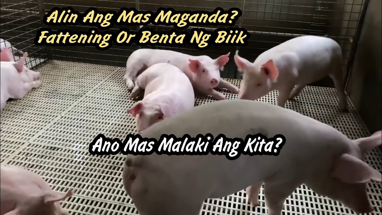 Alin Ang Mas Maganda Ang Kita? Fattening Or Pagbebenta Ng Biik ? | Alagang Baboy | Piggery