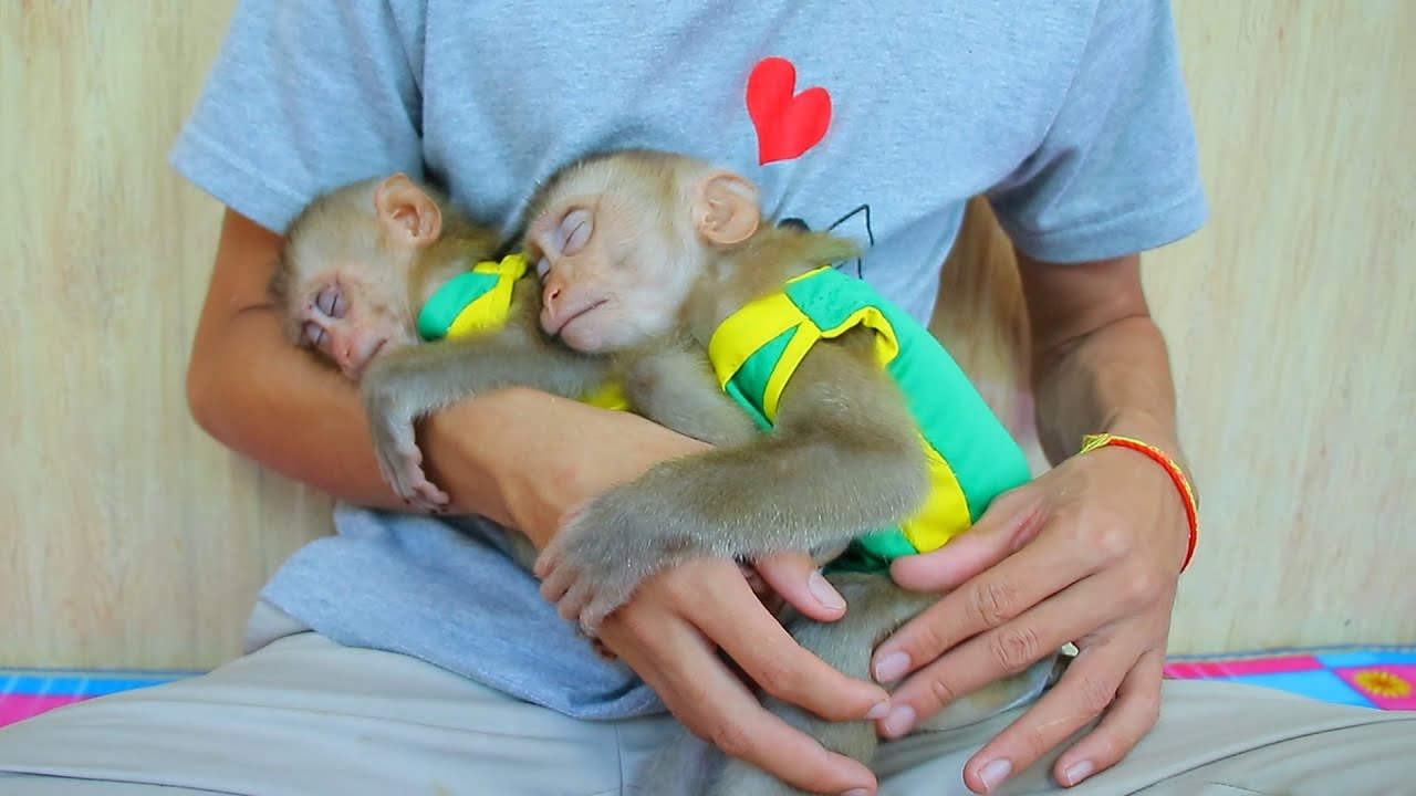 Baby Monkey | So Adorable Monkey ABBY and Jenny Sleeping On hand Daddy