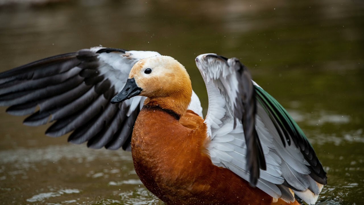 Kazarka rdzawa (Tadorna ferruginea) | Dźwięki ptak&oacute;w 🎤🦆