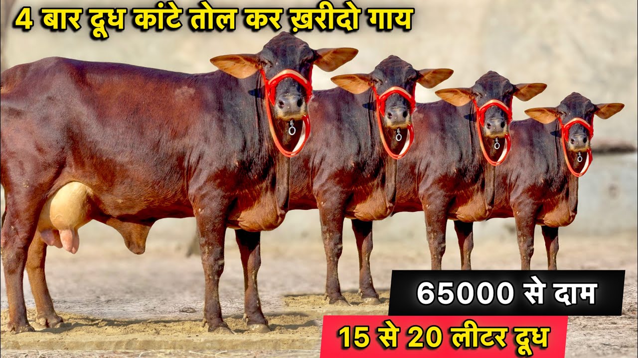 15 से 20 लीटर दूध,4 बार कांटे तोल कर ख़रीदो गाय👌टॉप 5 गाय बिकाऊ👍Top Cows For Sale In Ganganagar 