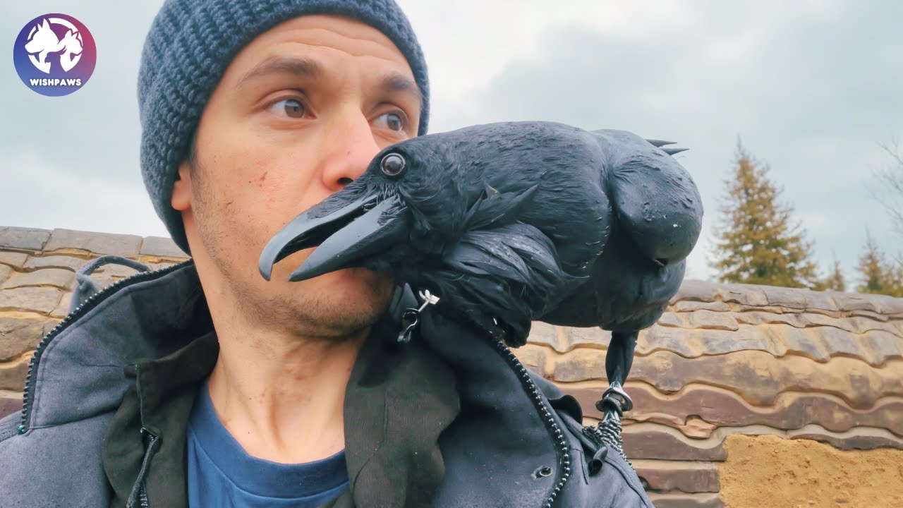 This Neglected Raven Chose the Man Who Saved Him And Their Bond Changed Everything