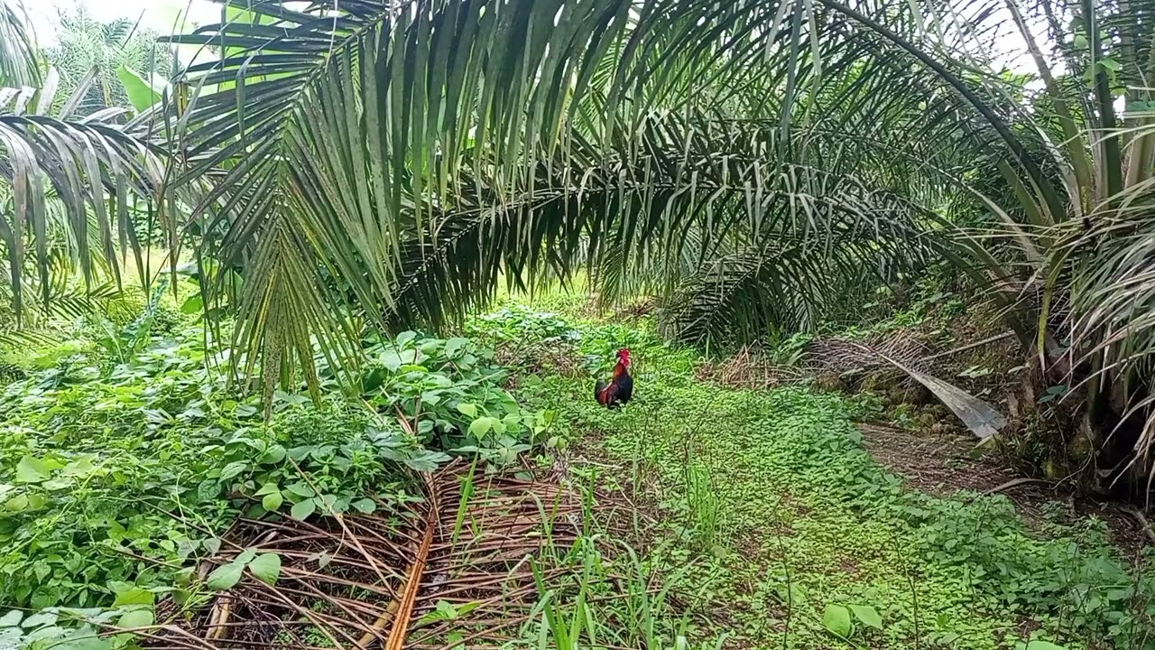 Pikat ayam hutan lokasi bukit tukok