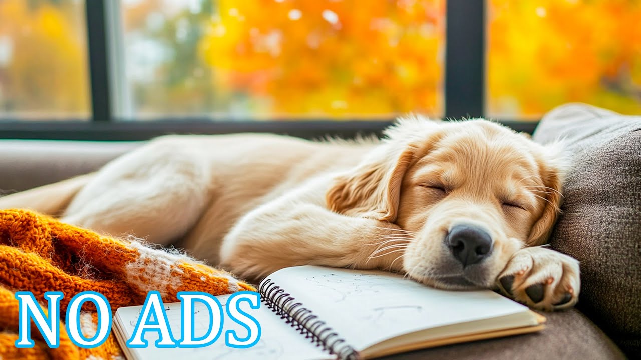 12 часов успокаивающей музыки для собак, оставленных дома одних 🐾Снимающие стресс звуки для собак ?