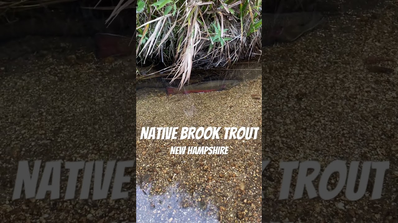 Native brook trout! #fishing #fish #trout #brooktrout #shorts #shortsfeed #nature #outdoors
