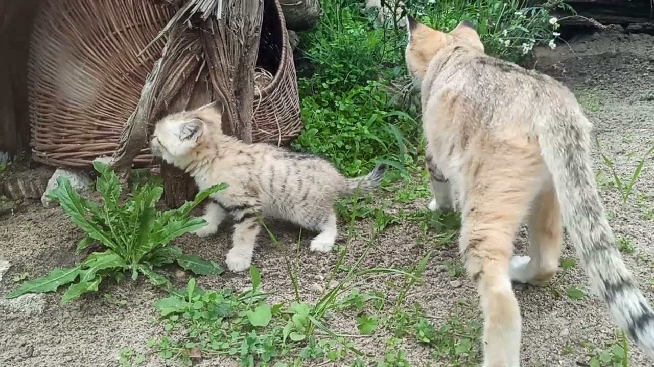 Koty pustynne - zoo Gdańsk