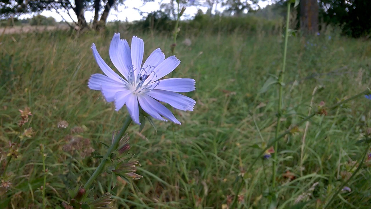 Common chicory (Cichorium intybus L.), Ligustica - Italian honey bees (Apis mellifera ligustica L.)