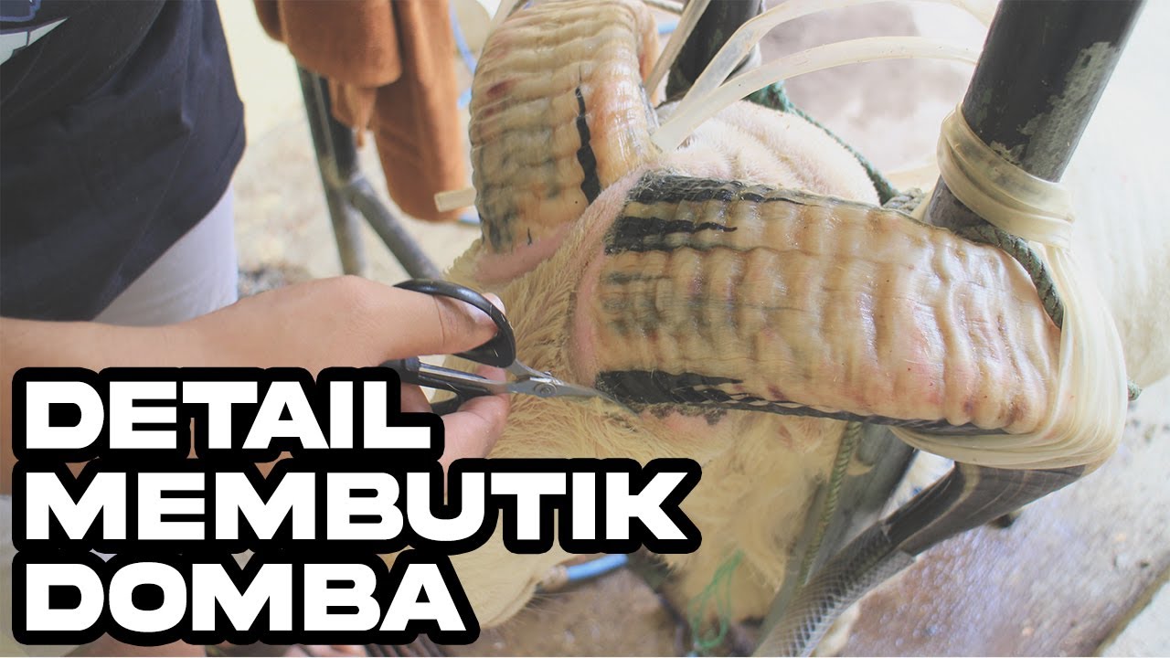 CARA MEMBUTIK DOMBA GARUT